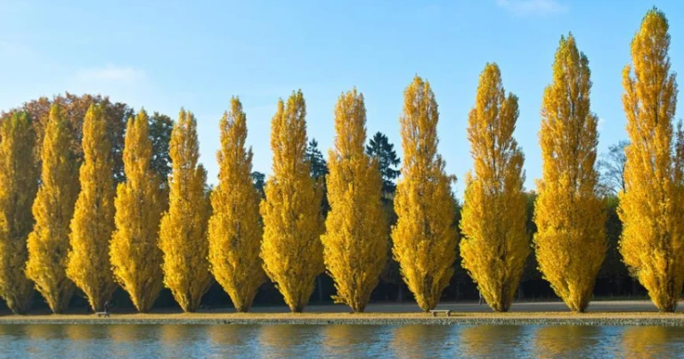 rangée d’arbres au bord d’un étang à Sceaux